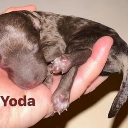 Yoda - Phantom male Poodle puppy in Prosperity, Pennsylvania from Stelladoodles & Company
