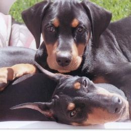 Manchester Terrier Puppies from Medley