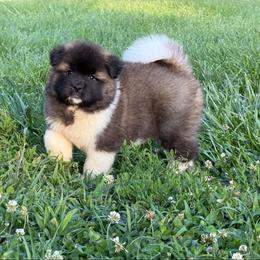 Girl 4 - Fawn female Akita puppy in Cuba, Missouri from Kamikaze Akitas