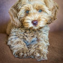 Australian Labradoodle Puppies from Rainbow Row Labradoodles