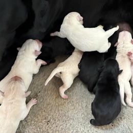 Girl 1 - Yellow female Labrador Retriever puppy in Turner, Maine from Bear Pond Retrievers