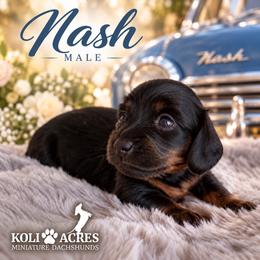 Nash - Black and tan male Dachshund puppy in Kemp, Texas from Koli Acres