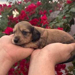 Rosalie - AKC - Cream female Dachshund puppy in Englewood, Florida from Dach of Doxies