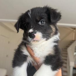 Clementine - Black tri-color female Australian Shepherd puppy in Gilbert, Arizona from Saltair Australian Shepherds
