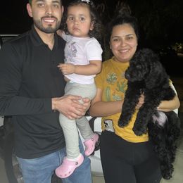 Goldendoodle Puppies from CocoLove Doodles