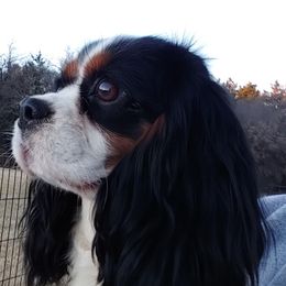 Bella - Cavalier King Charles Spaniel