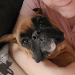 Brie - Boxer