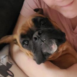 Brie - Boxer