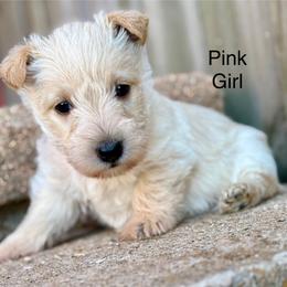 Aurora (pink) - Wheaten female Scottish Terrier puppy in Chattanooga, Oklahoma from Lottie Dottie Scottie’s and Papillons