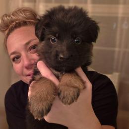 Remy Rex Caelorum Elite Von Haus (Grey Collar) - Black and red male German Shepherd puppy in Grants Pass, Oregon from Elite Von Haus German Shepherds