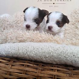 Chai - Parti female Yorkshire Terrier puppy in Jacksonville, Florida from Ja'Dor Yorkies
