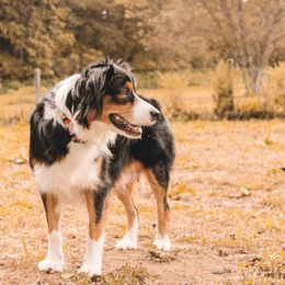 Cici - Australian Shepherd