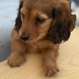 Forrest - Cream male Dachshund puppy in Elko, Nevada from Willow Creek Acres Dachshunds & Collies