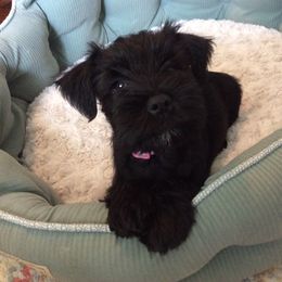 Goldendoodle and Miniature Schnauzer Puppies from Very Special Mini Schnauzers and Goldendoodles