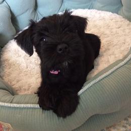 Goldendoodle and Miniature Schnauzer Puppies from Very Special Mini Schnauzers and Goldendoodles
