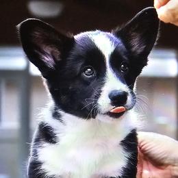 OJ - Black and white male Cardigan Welsh Corgi puppy in Oviedo, Florida from Welswood Cardigans