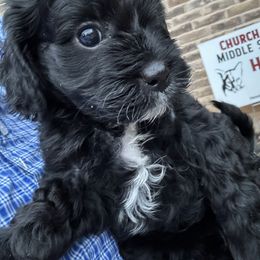 Cavapoo and Shihpoo Puppies from Haus of Doodles