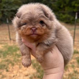 Girl 1 - Chocolate merle female Pomeranian puppy in Newalla, Oklahoma from Classy Poms