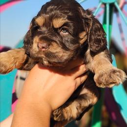Piper - Brown white and tan female Cockapoo puppy in Indiahoma, Oklahoma from Phamily Doodles