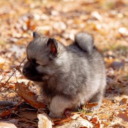 Pomsky Puppies from New World Pomskies