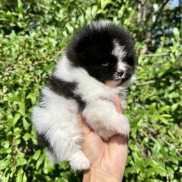 Pomeranian Puppies from Divine Poms