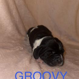 Groovy - Black and white male Basset Hound puppy in Letcher, Kentucky from Hackers Appalachian Basset Hounds