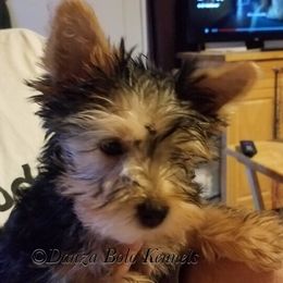 Yorkipoo and Yorkshire Terrier Puppies from Danza Bolo