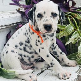 Orange (LUA) - White and black male Dalmatian puppy in Westhoff, Texas from Smart Dalmatians