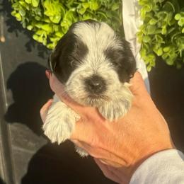 Light pink girl - Parti female Miniature Schnauzer puppy in Oneonta, Alabama from Murphree Valley Kennels