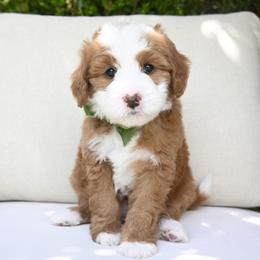 Dana - Brown and white female Bernedoodle puppy in North Ogden, Utah from Bourbon Bernedoodles