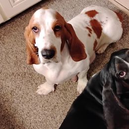 Basset Hounds from Carla Edwards