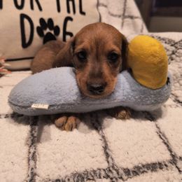 Sheldon - Red male Dachshund puppy in Goodman, Missouri from Darling Dachshunds