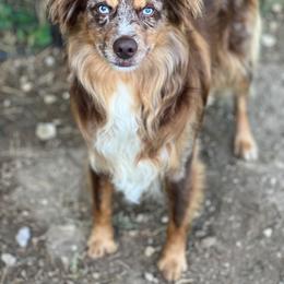 Calgary - Red merle male Miniature Australian Shepherd puppy in Brenham, Texas from Stone N Rose Kennels
