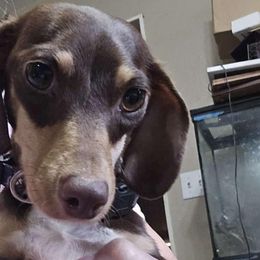 Hazel - Dachshund