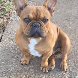 Louis - French Bulldog