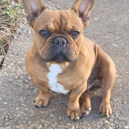 Louis - French Bulldog