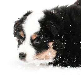 Miniature American Shepherd Puppies from Stones River Mini American Shepherds