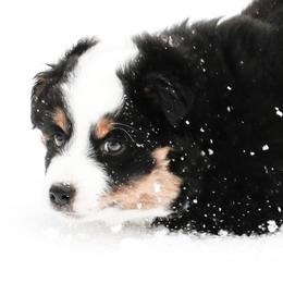 Miniature American Shepherd Puppies from Stones River Mini American Shepherds