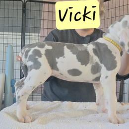 Vicki - Blue and white female Great Dane puppy in Longview, Texas from Lazy A Danes