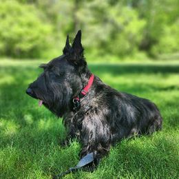 Pepper - Scottish Terrier