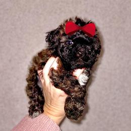 Girl 2 - Sable female Shih Tzu puppy in Seguin, Texas from Dolled Up Shih Tzus