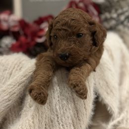 Paprika - Poodle puppy in Dayton, Texas from Wolfe Island Poodles