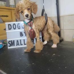 Poodle puppies from Poodles by CNC