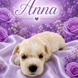 Anna - Wheaten female Miniature Schnauzer puppy in Sylvania, Georgia from Southern Sky Miniature Schnauzers