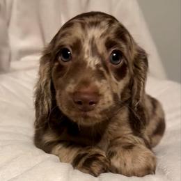 Arturo - Dapple male Dachshund puppy in Kentucky from Wonderful Weiners