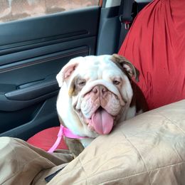Truffles - Bulldog