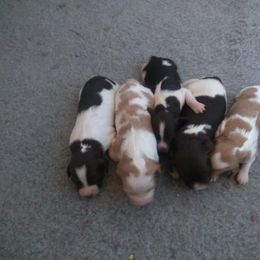 Brittany Puppies from Center Ridge Brittanys