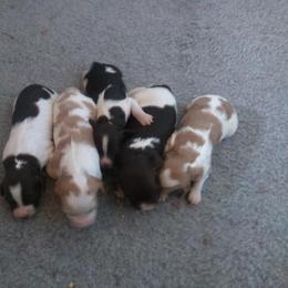 Brittany Puppies from Center Ridge Brittanys