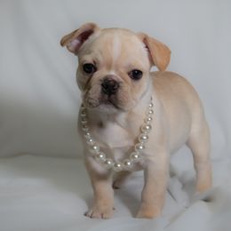 Bacardi - Cream female French Bulldog puppy in Richmond, Virginia from Faux Real Frenchies