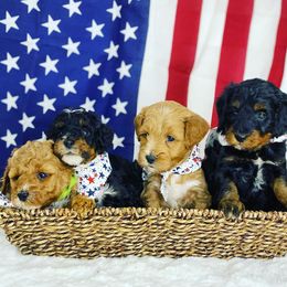 Aussiedoodles, Bernedoodles, Cockapoos, and Goldendoodles from Jackson County Doodles